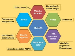 HUANTA
Mancha
de Hollin
Nudos
Trips,
queresas,
ácaros
Manchado
solar
Muerte
regresiva
Tristeza Inonotus sp.
Heliothrips,
Olygonichus
ChrysomphalusAvocado sun botch, ASBVd
Lasiodiplodia,
Colletotrichum
Phytophthora
Phytopythium
Akaropeltopsis,
Janetia, Houjia
Tallos, ramas
 
