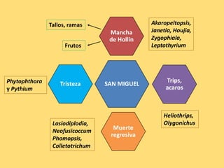 Muerte
regresiva
SAN MIGUEL
Mancha
de Hollin
Trips,
acaros
Tristeza
Lasiodiplodia,
Neofusicoccum
Phomopsis,
Colletotrichum
Phytophthora
y Pythium
Akaropeltopsis,
Janetia, Houjia,
Zygophiala,
Leptothyrium
Heliothrips,
Olygonichus
Tallos, ramas
Frutos
 