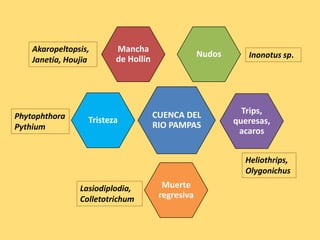 CUENCA DEL
RIO PAMPAS
Tristeza
Muerte
regresiva
Mancha
de Hollin
Trips,
queresas,
acaros
Nudos
Lasiodiplodia,
Colletotrichum
Phytophthora
Pythium
Inonotus sp.
Akaropeltopsis,
Janetia, Houjia
Heliothrips,
Olygonichus
 
