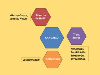 CANGALLO
AntracnosisColletotrichum
Mancha
de Hollin
Trips,
ácaros
Heliothrips,
Frankliniella,
Scirtothrips,
Olygonichus.
Akaropeltopsis,
Janetia, Houjia
 