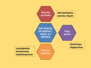 CUENCA DEL
RIO PAMPAS
SAN MIGUEL
DE MAYOCC,
ANCO, LA
MERCED
Muerte
regresiva
Lasiodiplodia
theobromae,
Cephalosporium
Trips,
acaros
Heliothrips,
Olygonichus
Mancha
de Hollin
Akaropeltopsis,
Janetia, Houjia
 