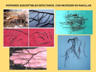 PATRONES SUSCEPTIBLES INFECTADOS, CON NECROSIS EN RAICILLAS
 