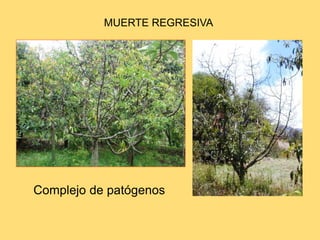 MUERTE REGRESIVA
Complejo de patógenos
 