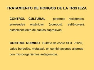 TRATAMIENTO DE HONGOS DE LA TRISTEZA
CONTROL CULTURAL : patrones resistentes,
enmiendas orgánicas (compost, estiércoles),
establecimiento de suelos supresivos.
CONTROL QUIMICO : Sulfato de cobre SO4. 7H2O,
caldo bordelés, metalaxil, en combinaciones alternas
con microorganismos antagónicos.
 