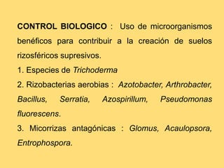 CONTROL BIOLOGICO : Uso de microorganismos
benéficos para contribuir a la creación de suelos
rizosféricos supresivos.
1. Especies de Trichoderma
2. Rizobacterias aerobias : Azotobacter, Arthrobacter,
Bacillus, Serratia, Azospirillum, Pseudomonas
fluorescens.
3. Micorrizas antagónicas : Glomus, Acaulopsora,
Entrophospora.
 