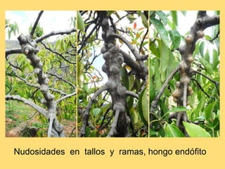 Nudosidades en tallos y ramas, hongo endófito
 
