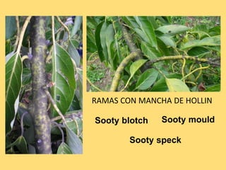 RAMAS CON MANCHA DE HOLLIN
Sooty blotch Sooty mould
Sooty speck
 