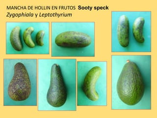 MANCHA DE HOLLIN EN FRUTOS Sooty speck
Zygophiala y Leptothyrium
 