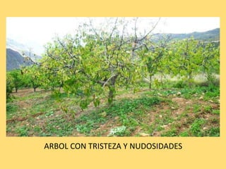 ARBOL CON TRISTEZA Y NUDOSIDADES
 