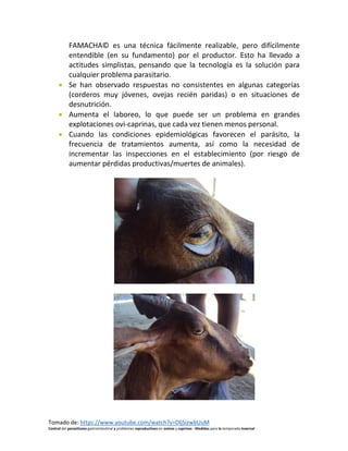 Tomado de: https://www.youtube.com/watch?v=DljSizwbUuM
Control del parasitismo gastrointestinal y problemas reproductivos en ovinos y caprinos - Medidas para la temporada invernal
FAMACHA© es una técnica fácilmente realizable, pero difícilmente
entendible (en su fundamento) por el productor. Esto ha llevado a
actitudes simplistas, pensando que la tecnología es la solución para
cualquier problema parasitario.
• Se han observado respuestas no consistentes en algunas categorías
(corderos muy jóvenes, ovejas recién paridas) o en situaciones de
desnutrición.
• Aumenta el laboreo, lo que puede ser un problema en grandes
explotaciones ovi-caprinas, que cada vez tienen menos personal.
• Cuando las condiciones epidemiológicas favorecen el parásito, la
frecuencia de tratamientos aumenta, así como la necesidad de
incrementar las inspecciones en el establecimiento (por riesgo de
aumentar pérdidas productivas/muertes de animales).
 