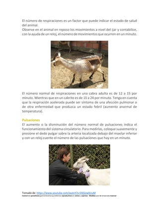Tomado de: https://www.youtube.com/watch?v=DljSizwbUuM
Control del parasitismo gastrointestinal y problemas reproductivos en ovinos y caprinos - Medidas para la temporada invernal
El número de respiraciones es un factor que puede indicar el estado de salud
del animal.
Observe en el animal en reposo los movimientos a nivel del ijar y contabilice,
con la ayuda de un reloj, el número de movimientos que ocurren en un minuto.
El número normal de respiraciones en una cabra adulta es de 12 a 15 por
minuto. Mientras que en un cabrito es de 15 a 24 por minuto. Tenga en cuenta
que la respiración acelerada puede ser síntoma de una afección pulmonar o
de otra enfermedad que produzca un estado febril (aumento anormal de
temperatura).
Pulsaciones
El aumento o la disminución del número normal de pulsaciones indica el
funcionamiento del sistema circulatorio. Para medirlas, coloque suavemente y
presione el dedo pulgar sobre la arteria localizada debajo del maxilar inferior
y con un reloj cuente el número de las pulsaciones que hay en un minuto.
 