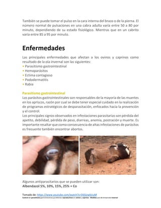 Tomado de: https://www.youtube.com/watch?v=DljSizwbUuM
Control del parasitismo gastrointestinal y problemas reproductivos en ovinos y caprinos - Medidas para la temporada invernal
También se puede tomar el pulso en la cara interna del brazo o de la pierna. El
número normal de pulsaciones en una cabra adulta varía entre 50 a 80 por
minuto, dependiendo de su estado fisiológico. Mientras que en un cabrito
varía entre 85 a 95 por minuto.
Enfermedades
Las principales enfermedades que afectan a los ovinos y caprinos como
resultado de la ola invernal son las siguientes:
• Parasitismo gastrointestinal
• Hemoparásitos
• Ectima contagioso
• Pododermatitis
• Rabia
Parasitismo gastrointestinal
Los parásitos gastrointestinales son responsables de la mayoría de las muertes
en los apriscos, razón por cual se debe tener especial cuidado en la realización
de programas estratégicos de desparasitación, enfocados hacia la prevención
y el control.
Los principales signos observados en infestaciones parasitarias son pérdida del
apetito, debilidad, pérdida de peso, diarreas, anemia, postración y muerte. Es
importante resaltar que como consecuencia de altas infestaciones de parásitos
es frecuente también encontrar abortos.
Algunos antiparasitarios que se pueden utilizar son:
Albendazol 5%, 10%, 15%, 25% + Co
 