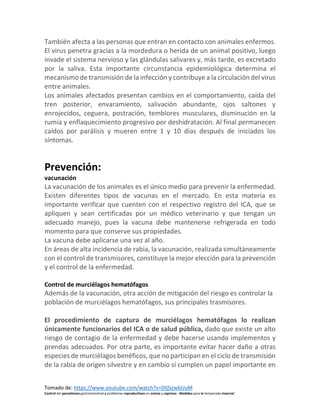 Tomado de: https://www.youtube.com/watch?v=DljSizwbUuM
Control del parasitismo gastrointestinal y problemas reproductivos en ovinos y caprinos - Medidas para la temporada invernal
También afecta a las personas que entran en contacto con animales enfermos.
El virus penetra gracias a la mordedura o herida de un animal positivo, luego
invade el sistema nervioso y las glándulas salivares y, más tarde, es excretado
por la saliva. Esta importante circunstancia epidemiológica determina el
mecanismo de transmisión de la infección y contribuye a la circulación del virus
entre animales.
Los animales afectados presentan cambios en el comportamiento, caída del
tren posterior, envaramiento, salivación abundante, ojos saltones y
enrojecidos, ceguera, postración, temblores musculares, disminución en la
rumia y enflaquecimiento progresivo por deshidratación. Al final permanecen
caídos por parálisis y mueren entre 1 y 10 días después de iniciados los
síntomas.
Prevención:
vacunación
La vacunación de los animales es el único medio para prevenir la enfermedad.
Existen diferentes tipos de vacunas en el mercado. En esta materia es
importante verificar que cuenten con el respectivo registro del ICA, que se
apliquen y sean certificadas por un médico veterinario y que tengan un
adecuado manejo, pues la vacuna debe mantenerse refrigerada en todo
momento para que conserve sus propiedades.
La vacuna debe aplicarse una vez al año.
En áreas de alta incidencia de rabia, la vacunación, realizada simultáneamente
con el control de transmisores, constituye la mejor elección para la prevención
y el control de la enfermedad.
Control de murciélagos hematófagos
Además de la vacunación, otra acción de mitigación del riesgo es controlar la
población de murciélagos hematófagos, sus principales trasmisores.
El procedimiento de captura de murciélagos hematófagos lo realizan
únicamente funcionarios del ICA o de salud pública, dado que existe un alto
riesgo de contagio de la enfermedad y debe hacerse usando implementos y
prendas adecuados. Por otra parte, es importante evitar hacer daño a otras
especies de murciélagos benéficos, que no participan en el ciclo de transmisión
de la rabia de origen silvestre y en cambio sí cumplen un papel importante en
 