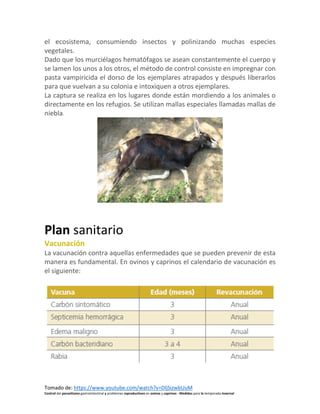 Tomado de: https://www.youtube.com/watch?v=DljSizwbUuM
Control del parasitismo gastrointestinal y problemas reproductivos en ovinos y caprinos - Medidas para la temporada invernal
el ecosistema, consumiendo insectos y polinizando muchas especies
vegetales.
Dado que los murciélagos hematófagos se asean constantemente el cuerpo y
se lamen los unos a los otros, el método de control consiste en impregnar con
pasta vampiricida el dorso de los ejemplares atrapados y después liberarlos
para que vuelvan a su colonia e intoxiquen a otros ejemplares.
La captura se realiza en los lugares donde están mordiendo a los animales o
directamente en los refugios. Se utilizan mallas especiales llamadas mallas de
niebla.
Plan sanitario
Vacunación
La vacunación contra aquellas enfermedades que se pueden prevenir de esta
manera es fundamental. En ovinos y caprinos el calendario de vacunación es
el siguiente:
 