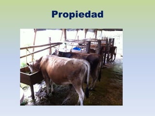 Propiedad
 