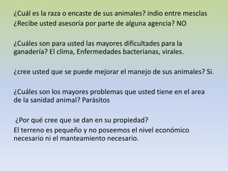 ¿Cuál es la raza o encaste de sus animales? indio entre mesclas
¿Recibe usted asesoría por parte de alguna agencia? NO
¿Cuáles son para usted las mayores dificultades para la
ganadería? El clima, Enfermedades bacterianas, virales.
¿cree usted que se puede mejorar el manejo de sus animales? Si.
¿Cuáles son los mayores problemas que usted tiene en el area
de la sanidad animal? Parásitos
¿Por qué cree que se dan en su propiedad?
El terreno es pequeño y no poseemos el nivel económico
necesario ni el manteamiento necesario.
 