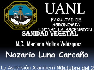 UANL
FACULTAD DE
AGRONOMIA
UNIDAD LA ASCENSION.
M.C. Mariano Molina Velázquez
Nazario Luna Carcaño
Sanidad Vegetal
La Ascensión Aramberri N.L.
 