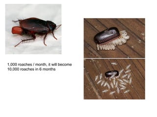 1,000 roaches / month, it will become
10,000 roaches in 6 months
 