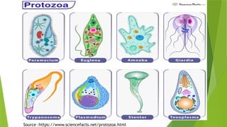 Source :https://www.sciencefacts.net/protozoa.html
 