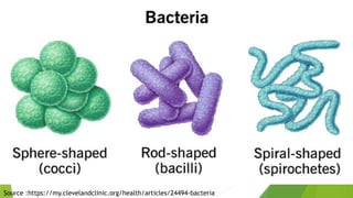Source :https://my.clevelandclinic.org/health/articles/24494-bacteria
 