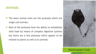 Animals
 The basic animal units are the protozoa which are
single-cell animals.
 Most of the protozoa have the ability to metabolize
solid food by means of complex digestive systems
but there are a few protozoa which appear to be
related to plants as well as to animals.
Photomicrograph of rotifer
 