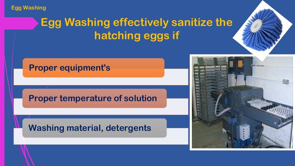 Sanitation disinfection and fumigation in hatchery by Dr M. Ashiq Toor