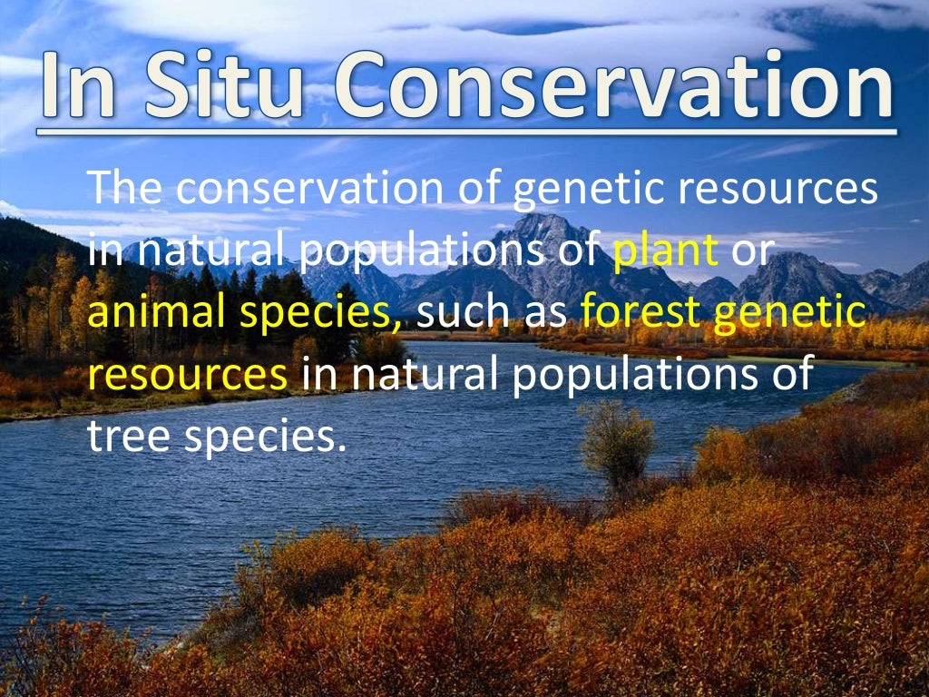In Situ vs Ex Situ Conservation        In Situ vs Ex Situ Conservation