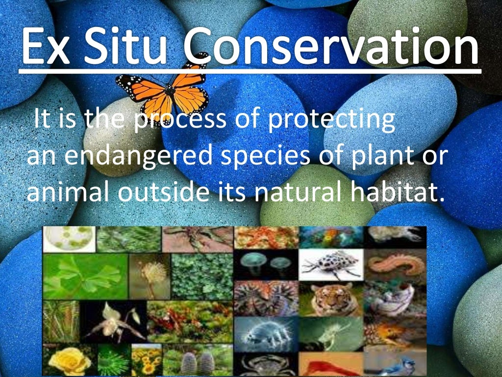 In Situ vs Ex Situ Conservation