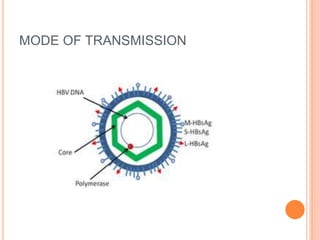 MODE OF TRANSMISSION
 