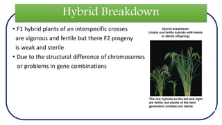 Hybrid Breakdown
• F1 hybrid plants of an interspecific crosses
are vigorous and fertile but there F2 progeny
is weak and sterile
• Due to the structural difference of chromosomes
or problems in gene combinations
 