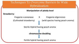 Techniques To Overcome Barriers In Wide
Hybridization
Manipulation of ploidy level
Strawberry:
Fragaria x annanasa X Fragaria nilgerrensis
(Cultivated strawberry) (wild species having peach aroma)
Sterile Hybrid having peach aroma
chromosome doubling
Fertile hybrid having peach aroma
 