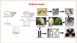 Embryo rescue
 