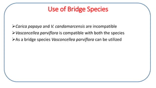 Carica papaya and V. candamarcensis are incompatible
Vasconcellea parviflora is compatible with both the species
As a bridge species Vasconcellea parviflora can be utilized
Use of Bridge Species
 
