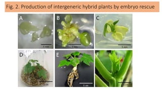Fig. 2. Production of intergeneric hybrid plants by embryo rescue
 