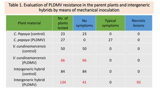 Table 1. Evaluation of PLDMV resistance in the parent plants and intergeneric
hybrids by means of mechanical inoculation
Plant material
No. of
plants
tested
No
symptoms
Typical
symptoms
Necrotic
lesions
C. Papaya (control) 23 23 0 0
C. papaya (PLDMV) 27 0 27 0
V. cundinamarcensis
(control)
50 50 0 0
V. cundinamarcensis
(PLDMV)
66 66 0 0
Intergeneric hybrid
(control)
84 84 0 0
Intergeneric hybrid
(PLDMV)
134 41 0 93
 