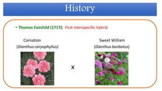 History
• Thomas Fairchild (1717): First interspecific hybrid
Carnation Sweet William
(Dianthus caryophyllus) (Dianthus barbatus)
x
 