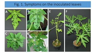 Fig. 1. Symptoms on the inoculated leaves
 