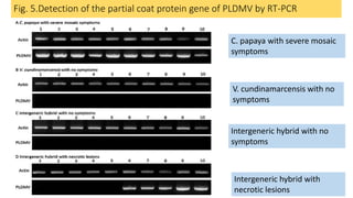 Fig. 5.Detection of the partial coat protein gene of PLDMV by RT-PCR
C. papaya with severe mosaic
symptoms
V. cundinamarcensis with no
symptoms
Intergeneric hybrid with no
symptoms
Intergeneric hybrid with
necrotic lesions
 