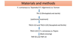 Materials and methods
F. x annanasa cv. Toyonoka X F. nilgerrensis cv. Yunnan
TN-13 (Pentaploid and sterile)
(colchicine treatment)
TN13-113 and TN13-125( Decaploid and fertile)
TN13-125 X F. x annanasa cv. Pajaro
(Back crossing)
TNP-05 and TNP-14
 