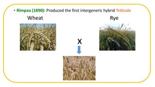 • Rimpau (1890): Produced the first intergeneric hybrid Triticale
Wheat Rye
x
 