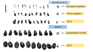 Aborted seed of
Thompson Seedless
Flame Seedless
C41-5
Seeded Black Corinth
C41-7
seed of
 