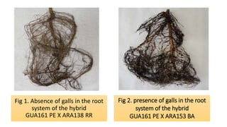 Fig 1. Absence of galls in the root
system of the hybrid
GUA161 PE X ARA138 RR
Fig 2. presence of galls in the root
system of the hybrid
GUA161 PE X ARA153 BA
 
