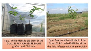Fig 3. Three-months-old plant of the
GUA 161 PE × ARA138RR hybrid
grafted with ‘Paluma’
Fig 4. Four-months-old plant of the
GUA 161 PE × ARA138RR hybrid in
the field infested with M. Enterolobii.
 