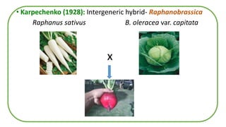• Karpechenko (1928): Intergeneric hybrid- Raphanobrassica
Raphanus sativus B. oleracea var. capitata
X
x
 