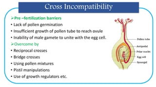 Cross Incompatibility
Pre –fertilization barriers
• Lack of pollen germination
• Insufficient growth of pollen tube to reach ovule
• Inability of male gamete to unite with the egg cell.
Overcome by
• Reciprocal crosses
• Bridge crosses
• Using pollen mixtures
• Pistil manipulations
• Use of growth regulators etc.
 