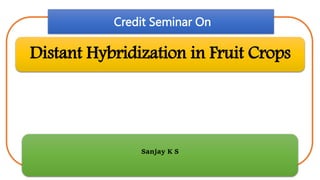 5/16/2020 1
Distant Hybridization in Fruit Crops
Credit Seminar On
Sanjay K S
 