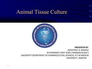 Animal Tissue Culture
PRESENTED BY
ASHUTOSH B. MAHALE
M.PHARMACY FIRST YEAR ( PHARMACOLOGY )
UNIVERSITY DEPARTMENT OF PHARMACEUTICAL SCIENCES, R.T.M NAGPUR
UNIVERSITY , NAGPUR
22/11/17 1
 