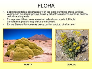 FLORA Sobre las laderas escarpadas y en las altas cumbres crece la típica vegetación de altura: pastos duros y arbustos rastreros como el cuerno de cabra y la yareta. En la precordillera  se encuentran arbustos como la tolilla, la tramontana, pastos muy duros y cardones.  En las Sierras Pampeanas crece: jarilla, cactus, chañar, etc. YARETA JARILLA 