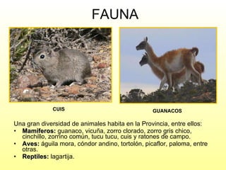 FAUNA Una gran diversidad de animales habita en la Provincia, entre ellos:  Mamíferos:  guanaco, vicuña, zorro clorado, zorro gris chico, cinchillo, zorrino común, tucu tucu, cuis y ratones de campo. Aves:  águila mora, cóndor andino, tortolón, picaflor, paloma, entre otras. Reptiles:  lagartija. CUIS GUANACOS 