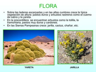FLORA Sobre las laderas escarpadas y en las altas cumbres crece la típica vegetación de altura: pastos duros y arbustos rastreros como el cuerno de cabra y la yareta. En la precordillera  se encuentran arbustos como la tolilla, la tramontana, pastos muy duros y cardones.  En las Sierras Pampeanas crece: jarilla, cactus, chañar, etc. YARETA JARILLA 